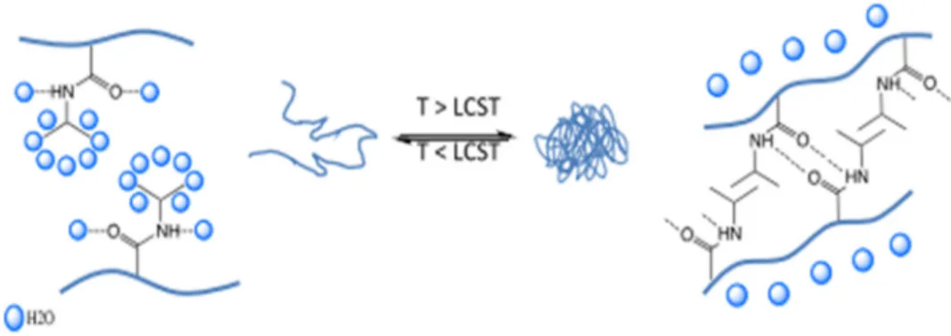 Figure 2 Transition de phase du polymère aux alentours de la LCST. 