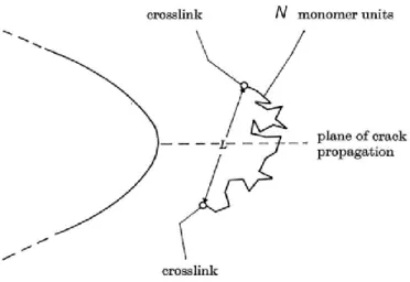 Figure 1.17: Schematic of a polymer chain across the plane of crack propagation 