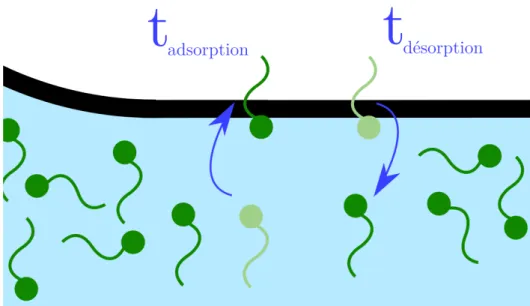 Figure 1.4: Temps d’adsorption et de désorption d’un tensioactif.