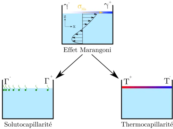 Figure 1.8: Origines de l’eﬀet Marangoni.