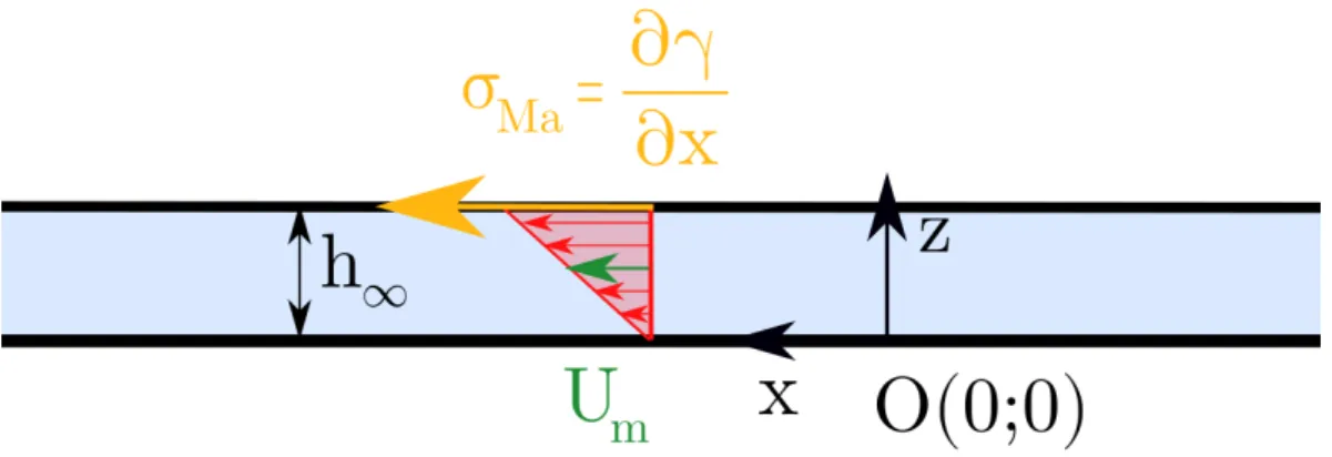 Figure 2.6: Schéma de U m dans le ﬁlm de lubriﬁcation.