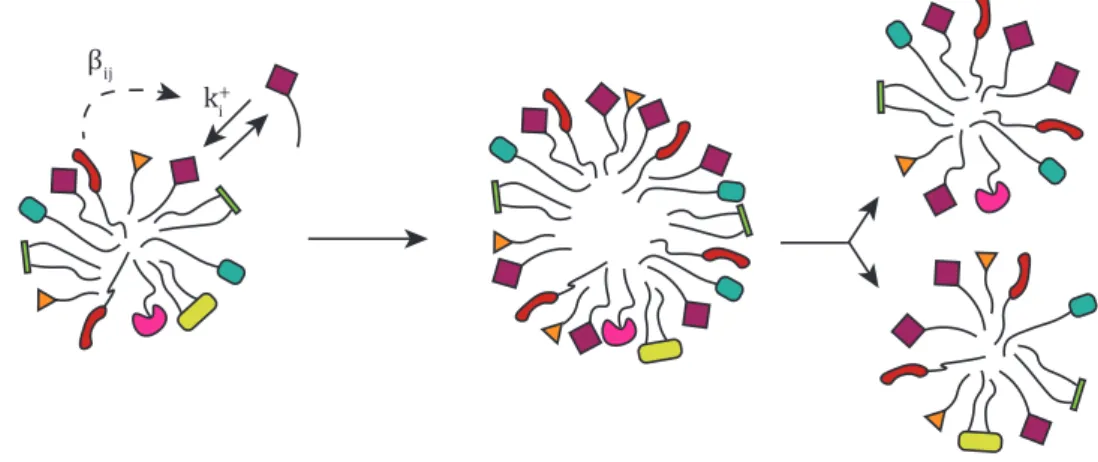 Figure 1.5: An illustration of amphiphile-GARD in a micelle. Incorporation continues until a critical size is achieved, after which two smaller micelles are formed among which the amphiphiles are partitioned