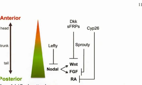 Figure 1.5 The canonical Wnt signalling pathway. 