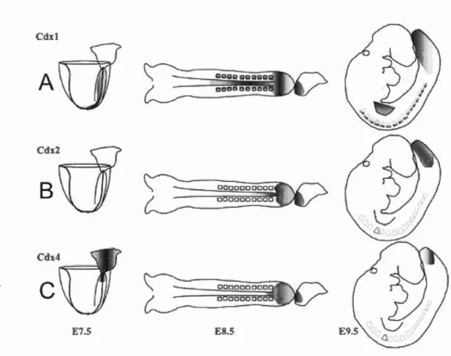 Figure 1.7 The spatial and temporal differences of rn urine  Cdx gene expression. 