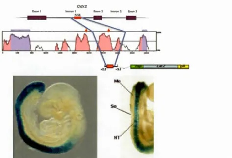 Figure  1.10 Identification  and testing the Cdx2  neural  specifie enhancer (NSE). 