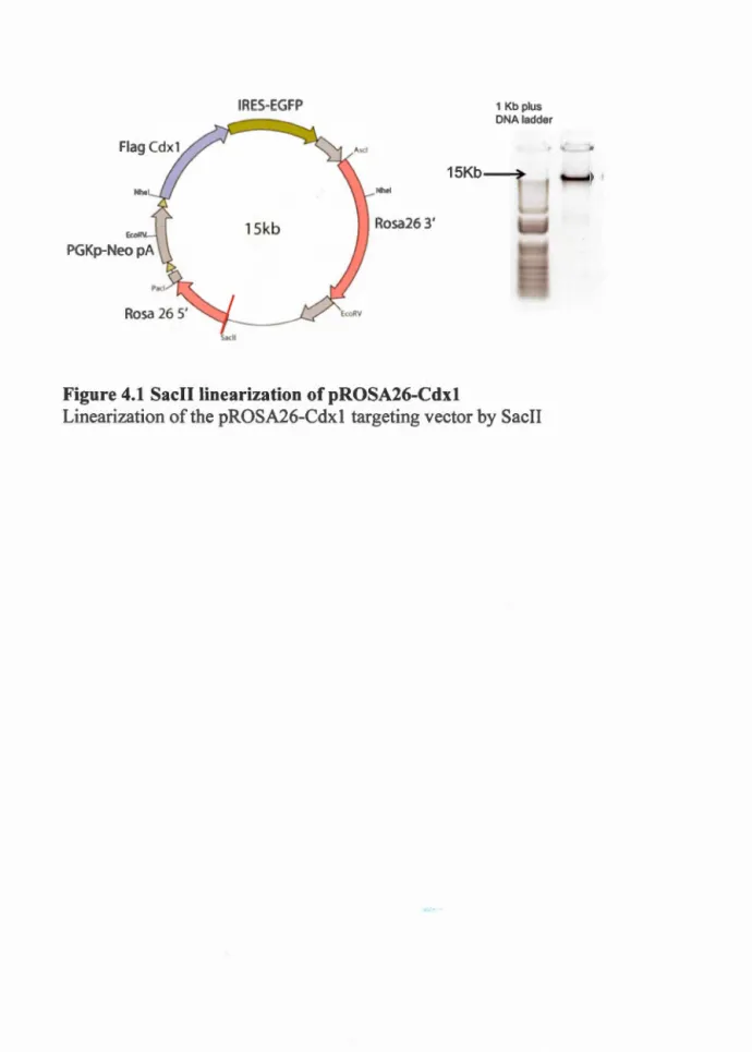 Figure 4.1  Sacll lioearization of pROSA26-Cd x l 