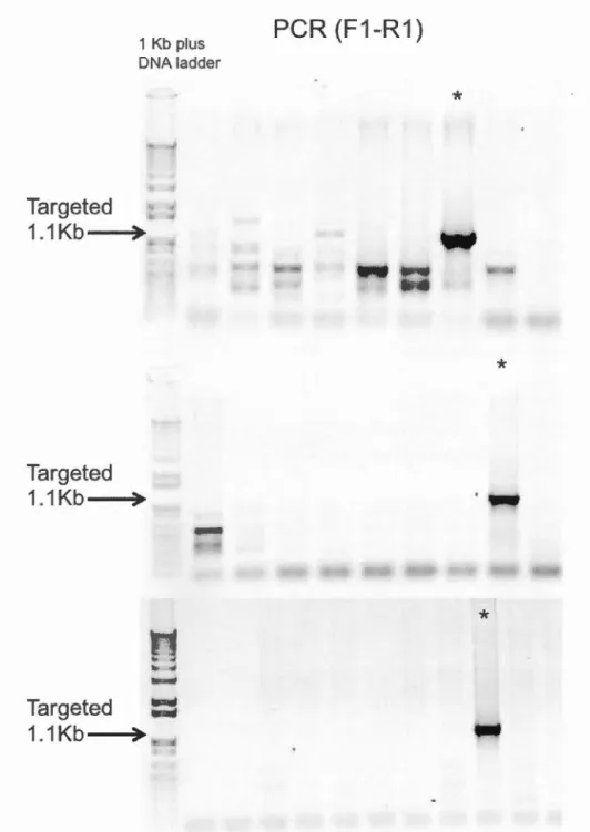 Figure 4.3 PCR screen of targeted ES clones. 