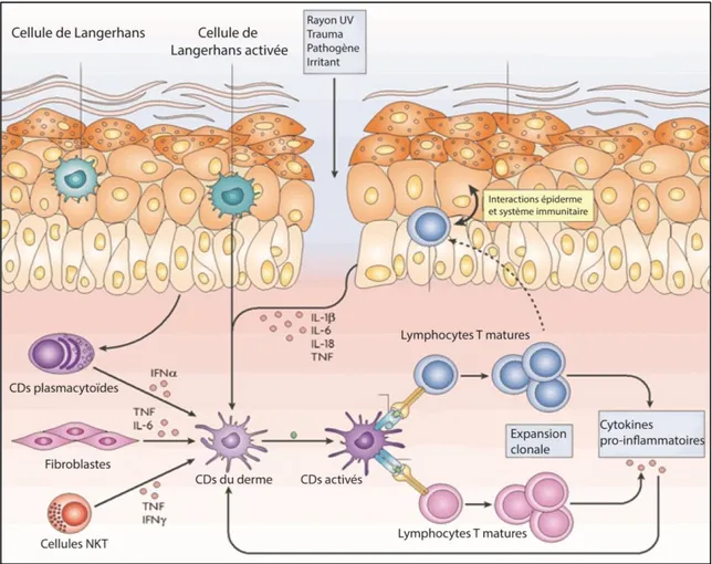 Figure 4 : Les cellules responsables de l’inflammation dans la peau. La peau 