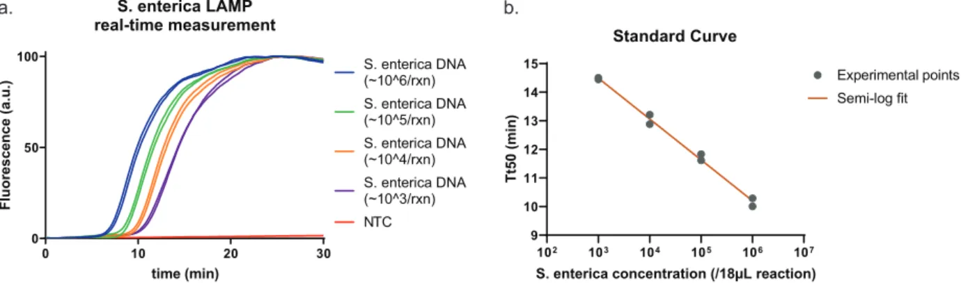 Figure 2.16  qLAMP S. enteria. (a) LAMP S. enteria, ADN de S. enteria dilué en asade