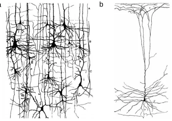 Figure 1.1. Le neurone  a  | Dessins de Ram ó n y Cajal montrant des neurones dans les couches profondes du cortex  visuel