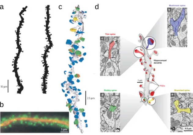 Figure 1.3. L’épine dendritique et synapse des neurones pyramidaux.  a | Exemple de la variation du nombre d’épines 
