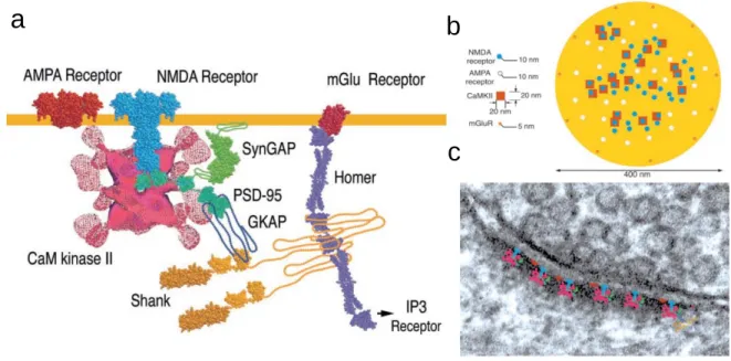 Figure 1.4. Récepteurs synaptiques impliqués dans la densité postsynaptique  a |  Représentation de la structure  transmembranaire des rAMPA et rNMDA ainsi que différents types de protéines impliqués dans la densité postsynaptique