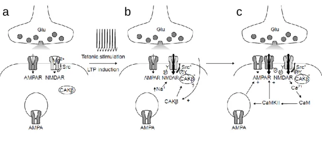 Figure 1.5. Transmission synaptique et potentialisation de l’épine postsynaptique  a | Modèle pour l'induction de la  LTP
