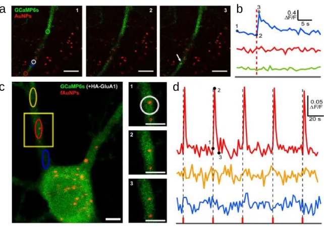 Figure 1.7. Stimulation neuronale avec NALOS a  | Fluorescence de GCaMP6s (vert) et de la réflectance des AuNPs  (rouge)