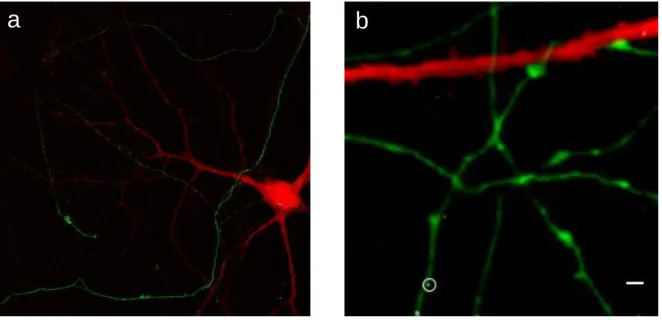 Figure 2.1. Images contextuelles des stimulations synaptiques avec NALOS.  a | La réponse calcique est monitorée  avec un indicateur de Ca 2+  rouge NES-JRGECO et les axones sont localisés avec la protéine axonale transfectée 