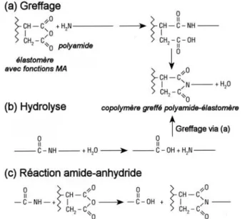 Figure 8 : Principales réactions de greffage entre les polyamides et les fonctions anhydride maléique 
