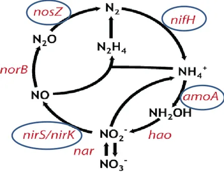 Fig. 1.1 Différentes étapes et gènes impliqués dans le cycle d’azote. 