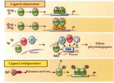 Figure  6:  Les différentes voie s  de  s ignalisation  des oestrogènes ,  adaptée  des  travaux  de  (Heldring , 