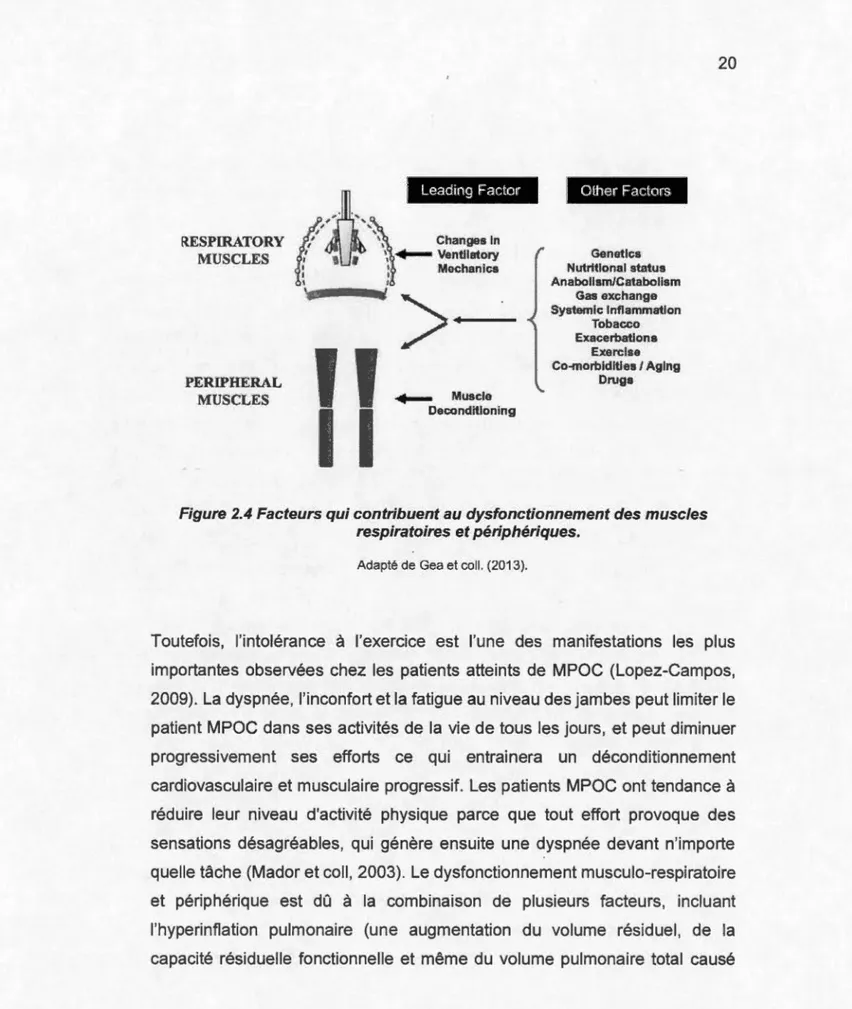 Figure 2.4 Facteurs qui contribuent au dysfonctionnement des muscles  respiratoires et périphériques