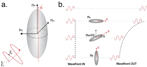 Figure I.7: Elongated elliptic model of uni-axe LCs. a. Uni-axial calamitic (C-type) LCs