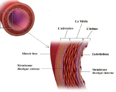 Figure  6.  Image  d’une  artère  saine,  image  modifiée  de  (Blausen.com  staff  (2014)