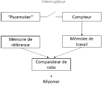 Figure 1. Mécanisme de l’horloge interne de type « pacemaker-compteur » 