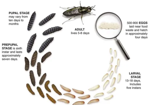 Figure 1-2 : Cycle de vie de la mouche soldat noire. Tiré de https://www.nutrition-