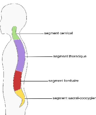Figure 1-1: Simplification de la colonne vertébrale.