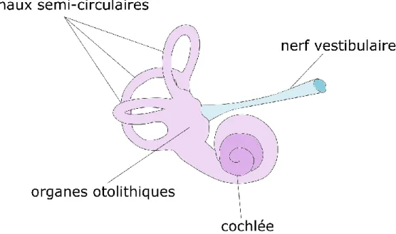 Figure 1-4: Les composantes du système vestibulaire.