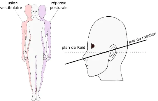 Figure 1-6: Illusion vestibulaire et réponse posturale induites par une stimulation bipolaire 