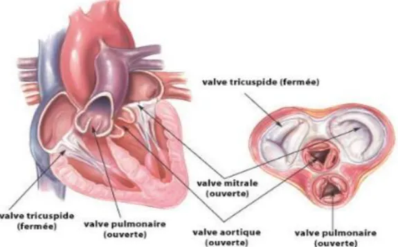 Figure 1: Coupe du cœur gauche montrant la structure et la localisation des quatre valves