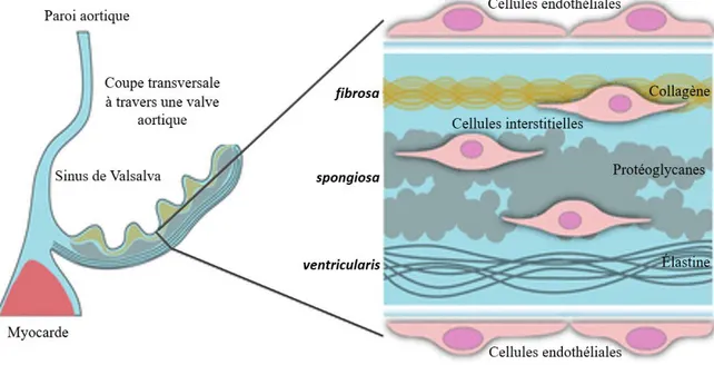 Figure 5 : Structure simplifiée du feuillet de la valve aortique humaine. À gauche, une coupe 