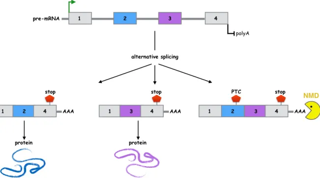 Figure 2.5: Coupling of alternative splicing and nonsense-mediated decay. PTC: premature stop codon, NMD: nonsense-mediated decay