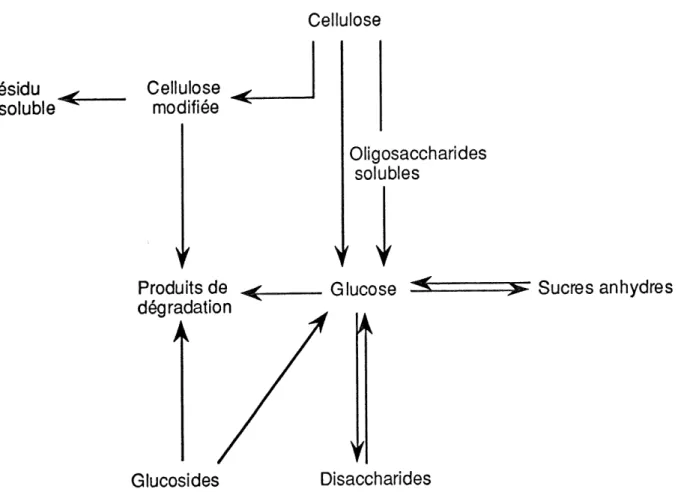 Figure 3. 16. Modele reactionnel d'hydrolyse de la cellulose dans un milieu acide dilue