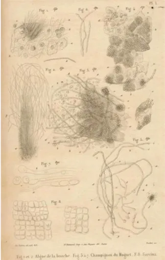 Figure  1 :  Premières  illustrations  imprimées  de  Candida  (Oidium)  albicans  réalisées  par  Charles 