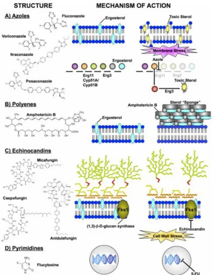 Figure 3 : Mécanismes d’action des quatre classes d’antifongiques pour lesquels les antifongiques 