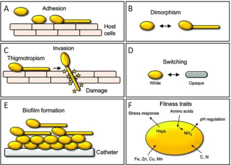 Figure 4 : Schéma représentant les différents traits de virulence chez C. albicans. 