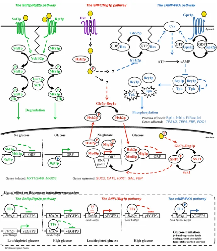 Figure 7 : Représentation des voies de signalisation gouvernant la réponse aux sucres chez la levure 