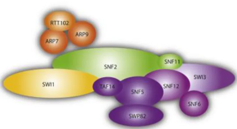 Figure 11 : Composition du complexe SWI/SNF chez la levure S. cerevisiae. 