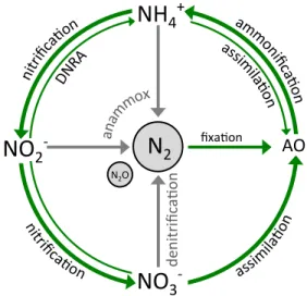 Figure 1. Schématisation simplifiée du cycle de l’azote. AO : azote organique (inclut  l’azote organique particulaire et dissous); DNRA : réduction dissimilatrice du NO 3 -  en  NH 4 + 