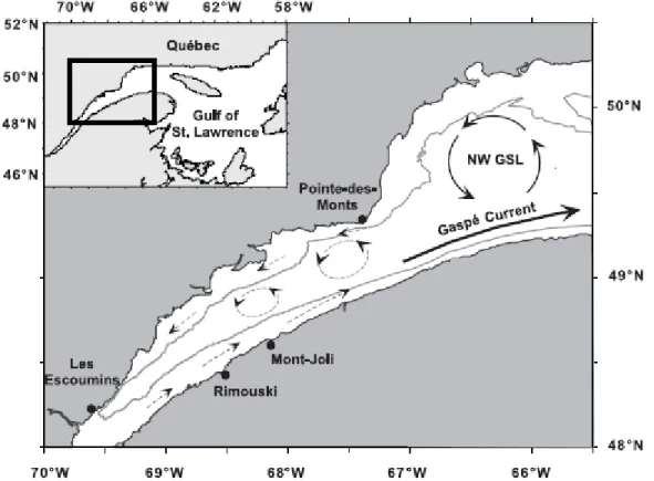 Figure 4. Carte de la circulation de surface (flèches) dans l'estuaire maritime et le nord- nord-ouest du golfe du Saint-Laurent