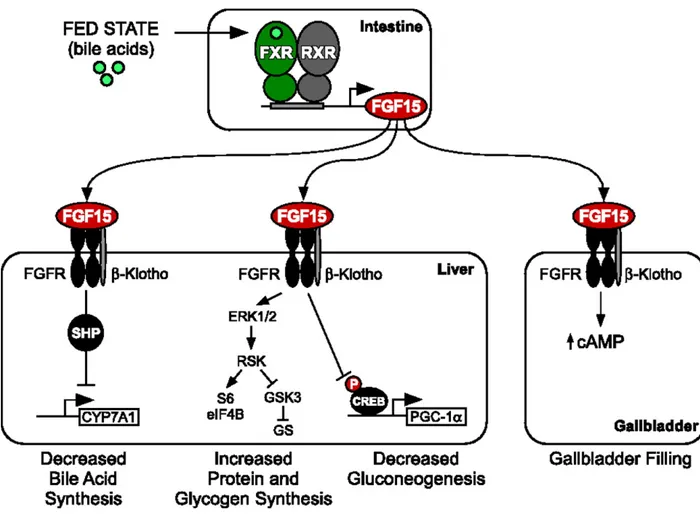 Figure	
   2.	
   FXR	
   contrôle	
   l’expression	
   de	
   FGF15	
   et	
   module	
   le	
   métabolisme	
   hépatique.	
  