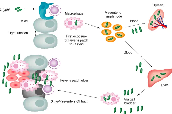 Figure 3. Cycle naturel d’une infection à S. typhi. Salmonella typhi colonise les plaques  de  Peyers  du  petit  intestin