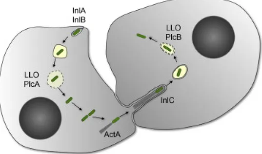 Figure	
   4.	
   Processus	
   d’infection	
   et	
   de	
   transmission	
   latérale	
   de	
   Listeria	
   monocytogenes.	
   Listeria	
   pénètre	
   à	
   l’intérieur	
   des	
   cellules	
   avec	
   InlA	
   et	
   InlB.	
   La	
   lystériolysine	