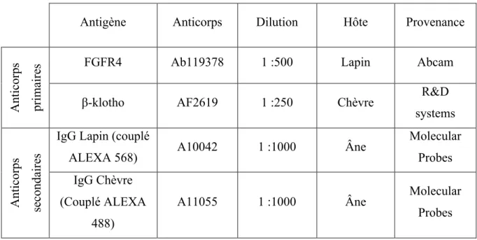 Tableau 1. Anticorps utilisés pour les immunofluorescences sur cellules 