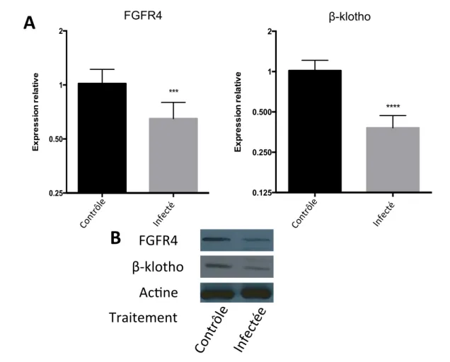 Figure  7.  Perte  d’expression  de  FGFR4  et  β-klotho  dans  les  cellules  AML-12  lors  d’infection à Salmonella typhimurium