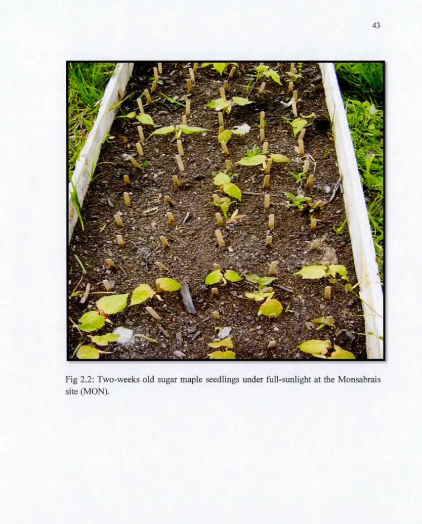 Fig  2.2:  Two - weeks  old  sugar  maple  seedlings  under  full-sunlight  at  the  Monsabrais  site (MON)
