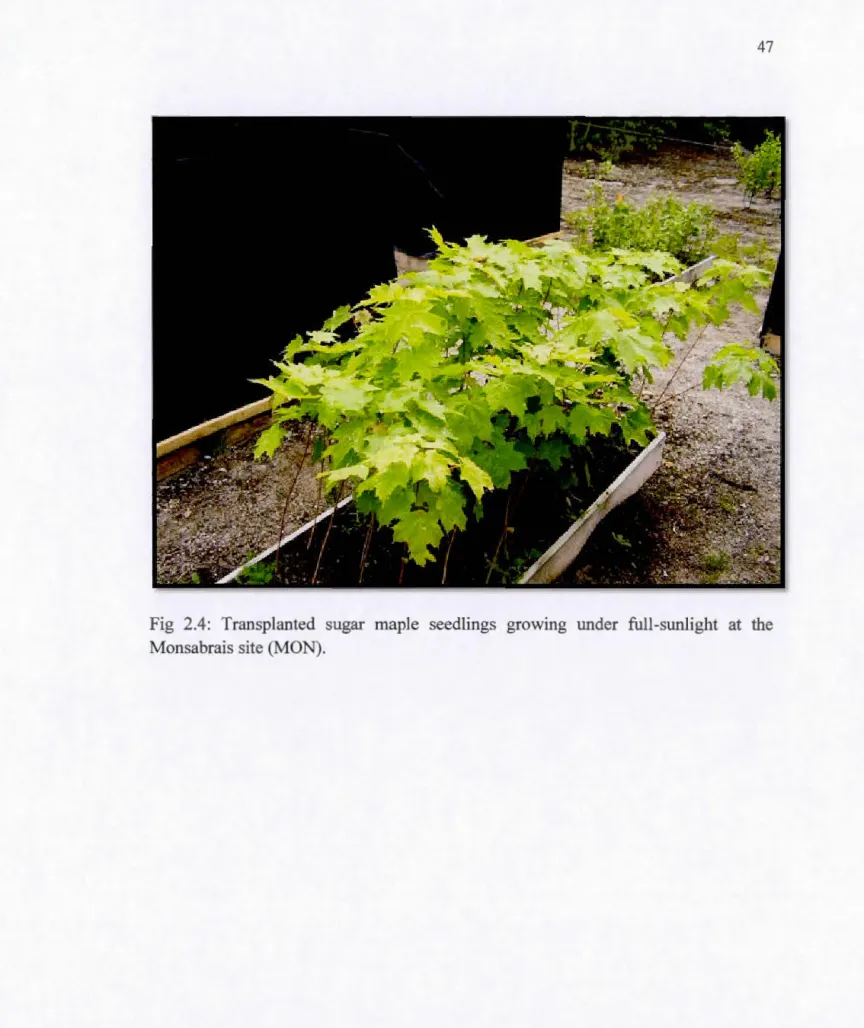Fig  2.4:  Transp l anted  sugar  map l e  seedlings  growmg  under  fu ll -sunlight  at  t h e  Monsabrais site (MON)