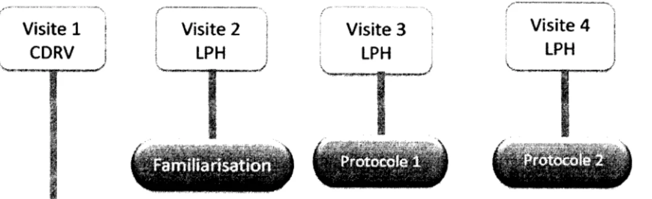 Figure 1. Protocole expérimental