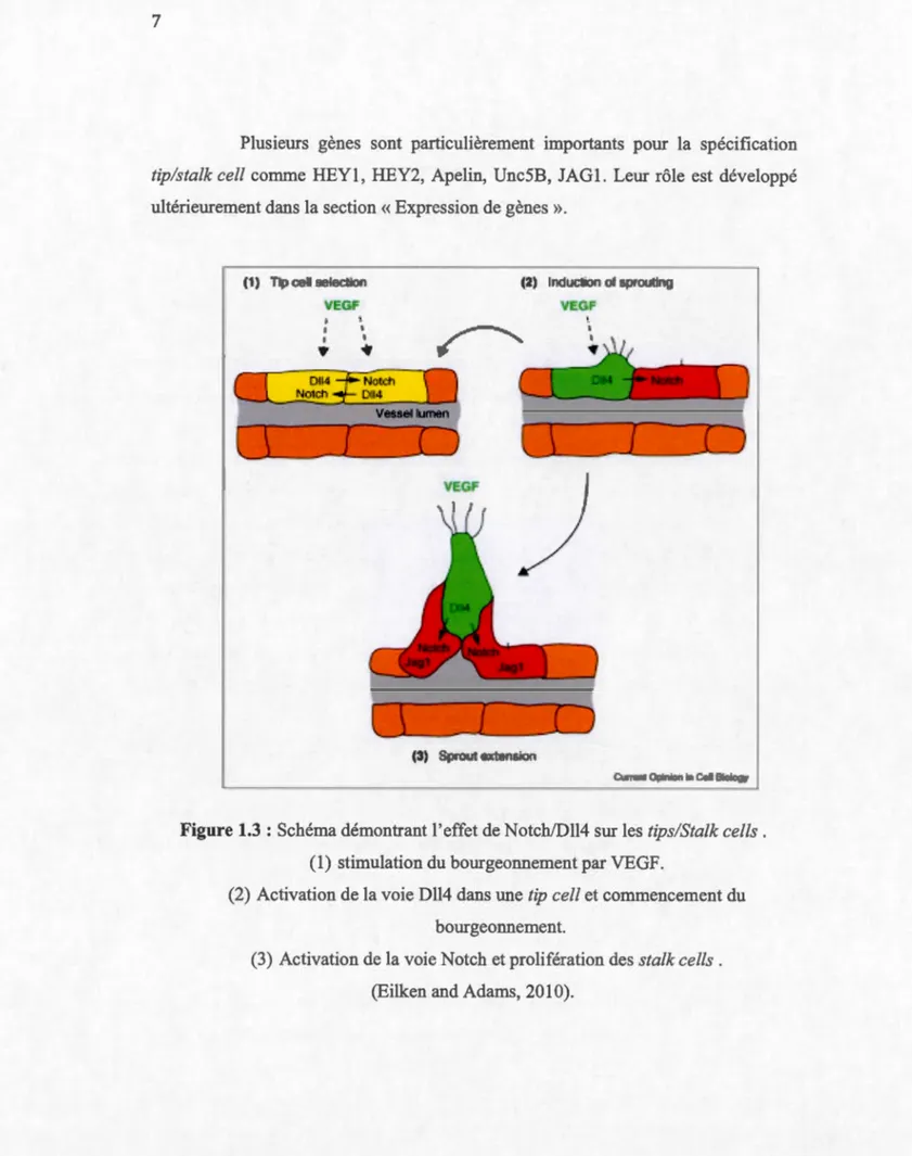 Figure 1.3  : Schéma démontrant l 'effet de Notch!Dll4 sur les  tips/Stalk cells .  (1)  stimulation du bourgeonnement par VEGF